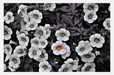 Plant growing on a tree