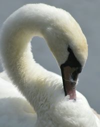 Close-up of bird