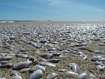 Close-up of pebbles on beach against sky