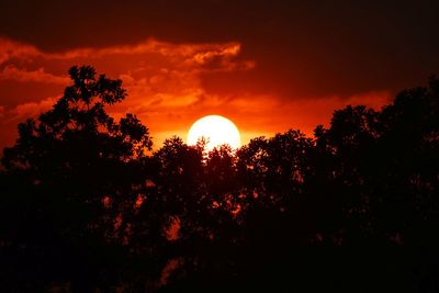 Low angle view of silhouette trees against orange sky