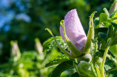 White rosebud. unbloomed pink rose flower. rose hips in bloom. dew on the flower bud.