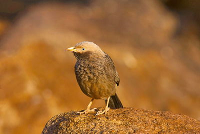 Close-up of bird perching on rock