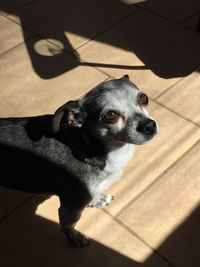 High angle portrait of a dog