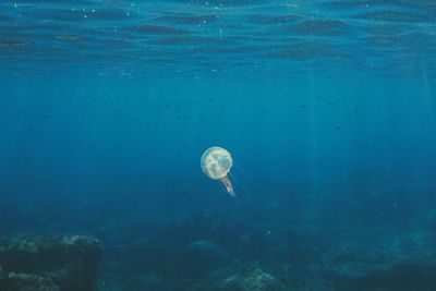 Jellyfish swimming in sea