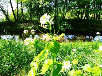 Close-up of flowering plant by lake