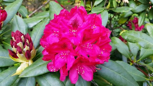 Close-up of flowers