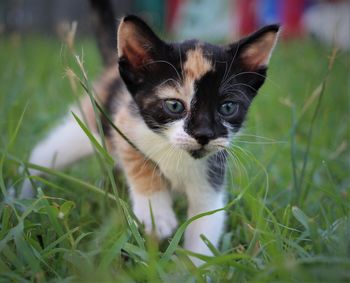 Portrait of a cat on field