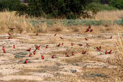 Group of birds on land