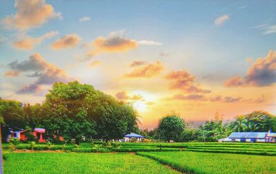 Scenic view of field against sky during sunset