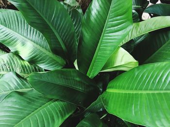 Close-up of a plant