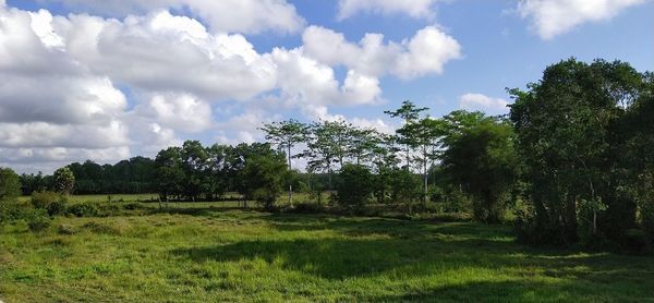 Trees on field against sky
