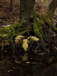 High angle view of moss growing on tree trunk