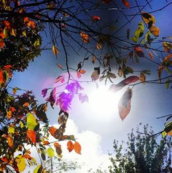 Low angle view of trees against clear sky