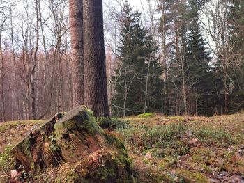 View of trees in forest