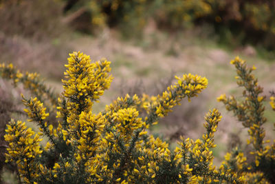 Close-up of yellow flowering plants on field