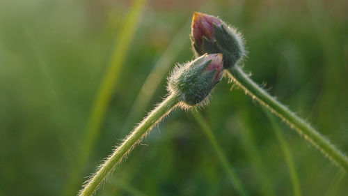 Close-up of flower growing outdoors