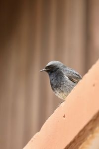 Close-up of bird perching on roof