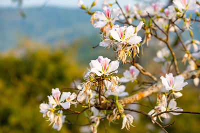 Close-up of cherry blossoms in spring