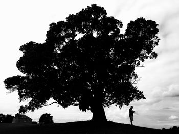 Tree against sky