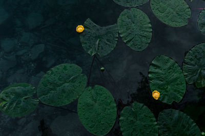 High angle view of lotus water lily in lake