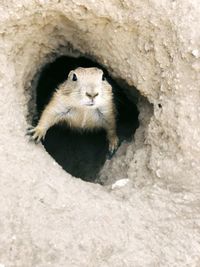 Close-up of an animal hole on rock