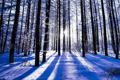 Snow covered pine trees in forest during winter