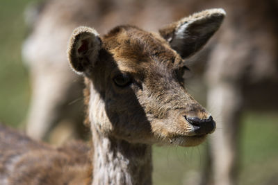 Close-up of a fallow deer looking into the camera