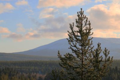 Close-up of plant against sky during sunset