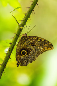 Close-up of butterfly on plant