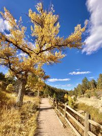 A golden lined path through castlewood canyon in franktown colorado.