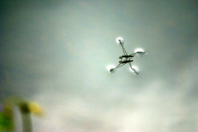 Close-up of insect on wall