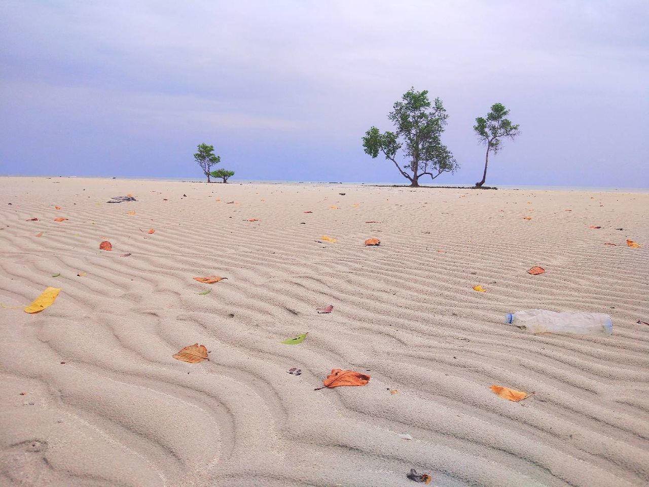 sand, land, sky, tranquility, plant, nature, landscape, beach, cloud - sky, day, scenics - nature, tranquil scene, beauty in nature, tree, environment, no people, non-urban scene, sand dune, outdoors, horizon, arid climate, climate