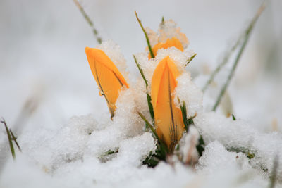 Close-up of snow on plant during winter