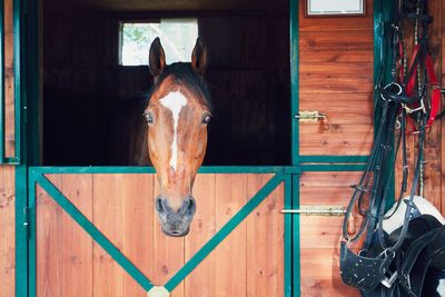 Close-up of horse in stable