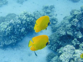 Fish swimming in sea