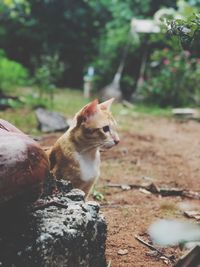 Cat looking away