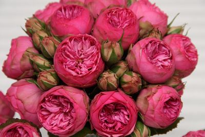 Close-up of pink flowers