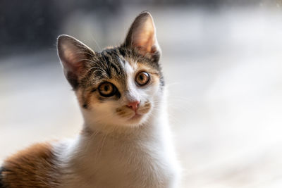 Close-up portrait of a cat