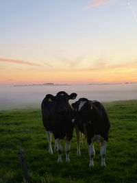 Cows on field during sunset