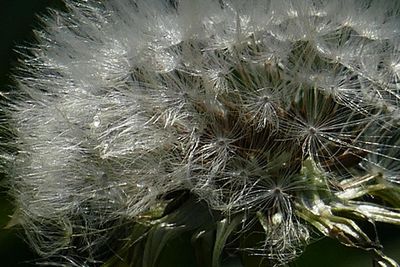 Close-up of wet dandelion