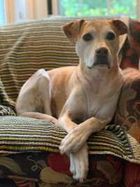 Portrait of dog relaxing on sofa at home