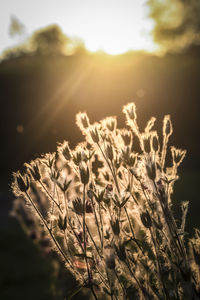 Close-up of crops growing on field against sky at sunset