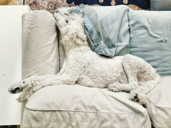 White sleeping on bed at home