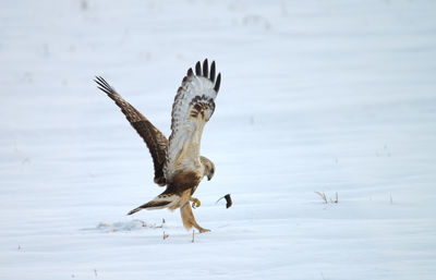 Bird flying over lake