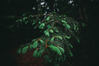 Close-up of pine tree