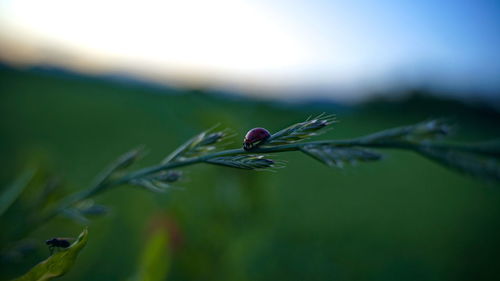 Close-up of insect on plant