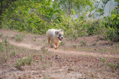 View of dog walking on dirt road