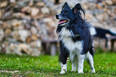 Portrait of a dog on field