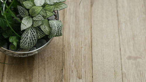 Close-up of plant on table