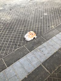 High angle view of a cat on footpath